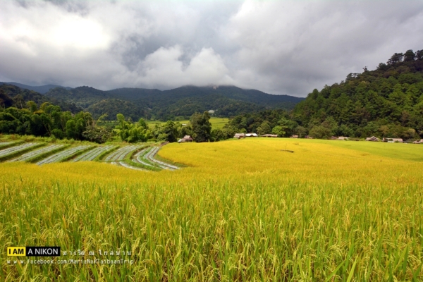 นาขั้นบันได เชียงใหม่ นาขั้นบันได เชียงใหม่
