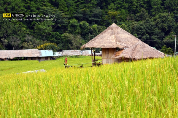 นาขั้นบันได เชียงใหม่ นาขั้นบันได เชียงใหม่