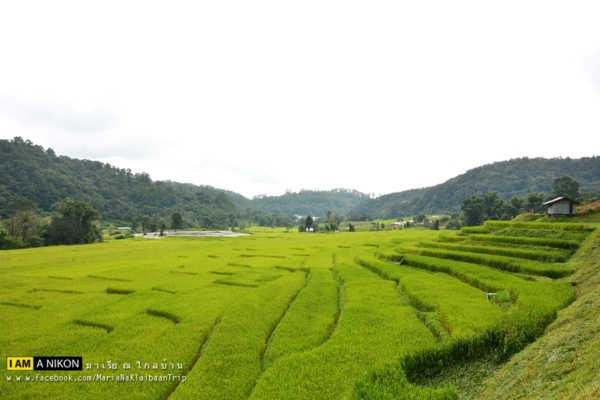 นาขั้นบันได เชียงใหม่ นาขั้นบันได เชียงใหม่