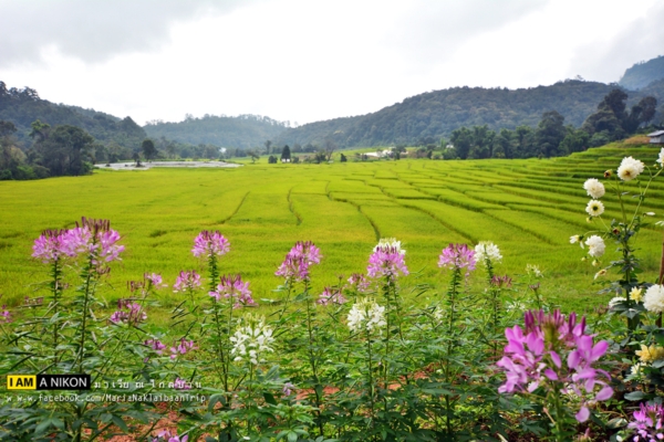 นาขั้นบันได เชียงใหม่ นาขั้นบันได เชียงใหม่