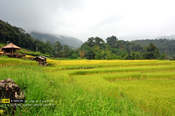 นาขั้นบันได เชียงใหม่ นาขั้นบันได เชียงใหม่