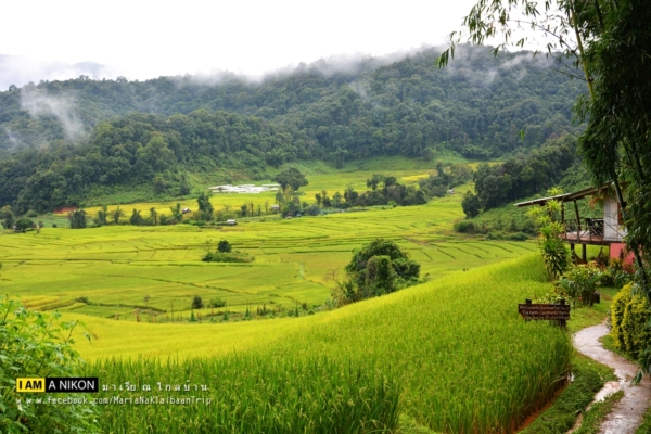 นาขั้นบันได เชียงใหม่ นาขั้นบันได เชียงใหม่