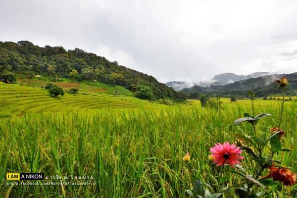 นาขั้นบันได เชียงใหม่ นาขั้นบันได เชียงใหม่