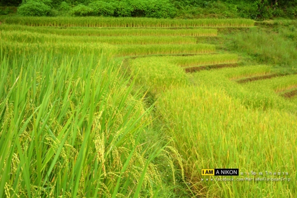 นาขั้นบันได เชียงใหม่ นาขั้นบันได เชียงใหม่