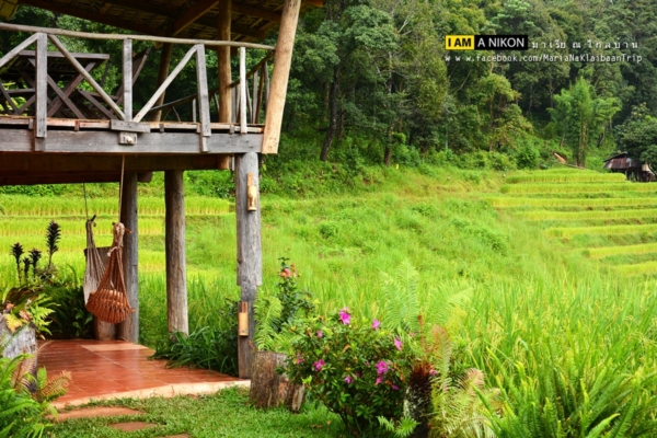 นาขั้นบันได เชียงใหม่ นาขั้นบันได เชียงใหม่