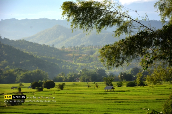 นาขั้นบันได เชียงใหม่ นาขั้นบันได เชียงใหม่