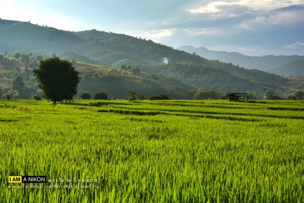 นาขั้นบันได เชียงใหม่ นาขั้นบันได เชียงใหม่