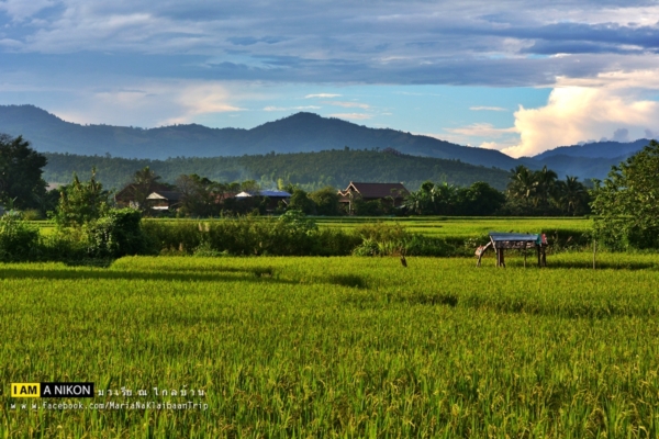 นาขั้นบันได เชียงใหม่ นาขั้นบันได เชียงใหม่