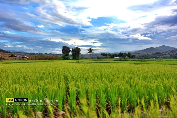 นาขั้นบันได เชียงใหม่ นาขั้นบันได เชียงใหม่