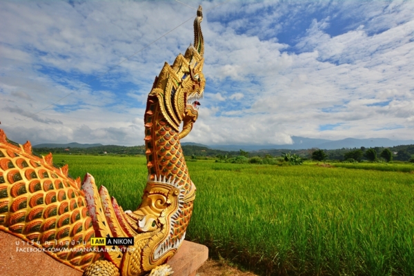 นาขั้นบันได เชียงใหม่ นาขั้นบันได เชียงใหม่