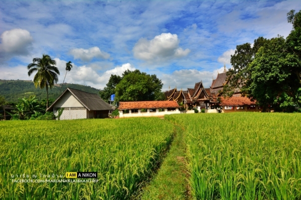 นาขั้นบันได เชียงใหม่ นาขั้นบันได เชียงใหม่
