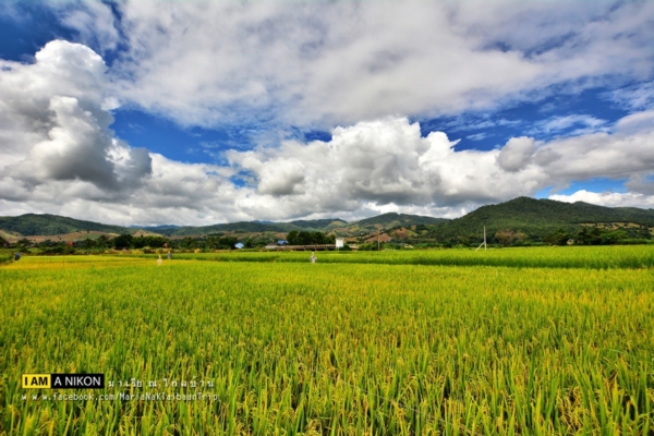 นาขั้นบันได เชียงใหม่ นาขั้นบันได เชียงใหม่