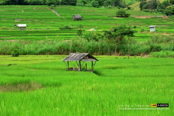 นาขั้นบันได เชียงใหม่ นาขั้นบันได เชียงใหม่
