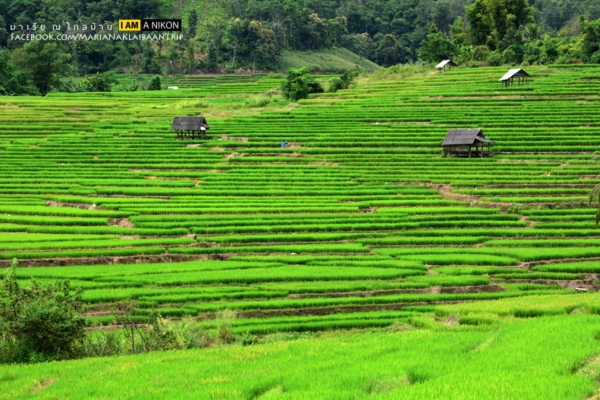 นาขั้นบันได เชียงใหม่ นาขั้นบันได เชียงใหม่