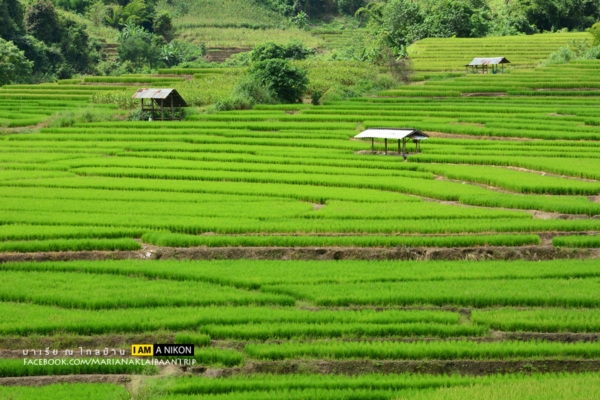 นาขั้นบันได เชียงใหม่ นาขั้นบันได เชียงใหม่