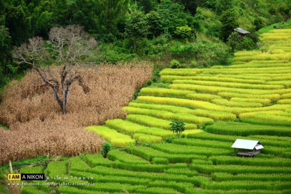 นาขั้นบันได เชียงใหม่ นาขั้นบันได เชียงใหม่