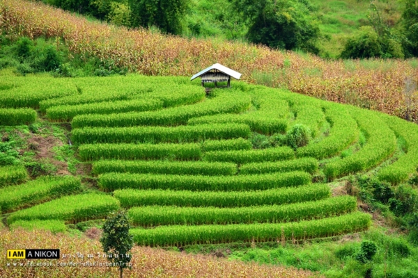 นาขั้นบันได เชียงใหม่ นาขั้นบันได เชียงใหม่
