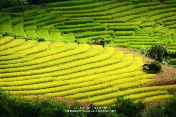 นาขั้นบันได เชียงใหม่ นาขั้นบันได เชียงใหม่