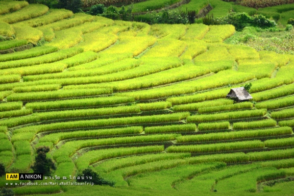 นาขั้นบันได เชียงใหม่ นาขั้นบันได เชียงใหม่