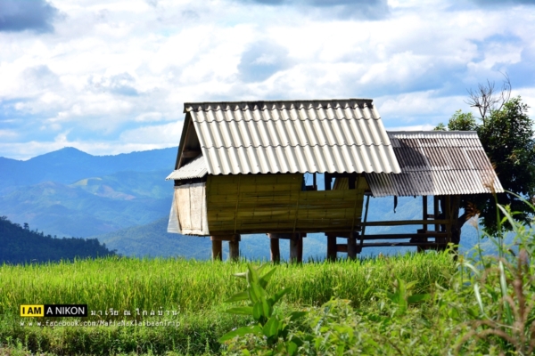 นาขั้นบันได เชียงใหม่ นาขั้นบันได เชียงใหม่
