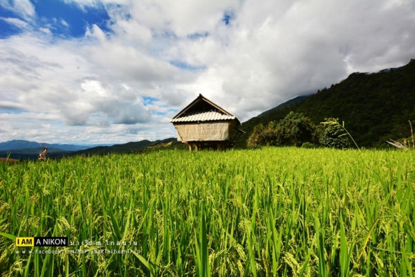 นาขั้นบันได เชียงใหม่ นาขั้นบันได เชียงใหม่