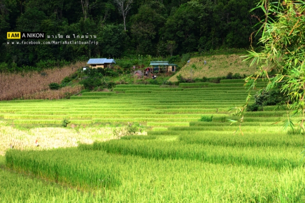 นาขั้นบันได เชียงใหม่ นาขั้นบันได เชียงใหม่