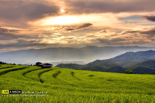 นาขั้นบันได เชียงใหม่ นาขั้นบันได เชียงใหม่