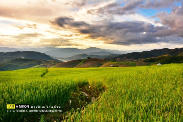 นาขั้นบันได เชียงใหม่ นาขั้นบันได เชียงใหม่