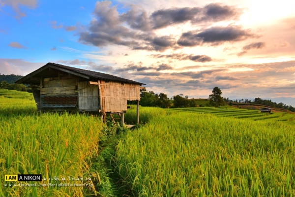 นาขั้นบันได เชียงใหม่ นาขั้นบันได เชียงใหม่