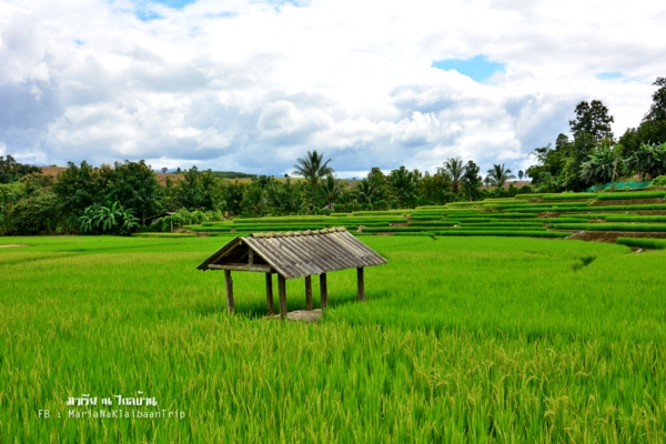 นาขั้นบันได เชียงใหม่ นาขั้นบันได เชียงใหม่