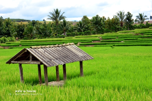 นาขั้นบันได เชียงใหม่ นาขั้นบันได เชียงใหม่