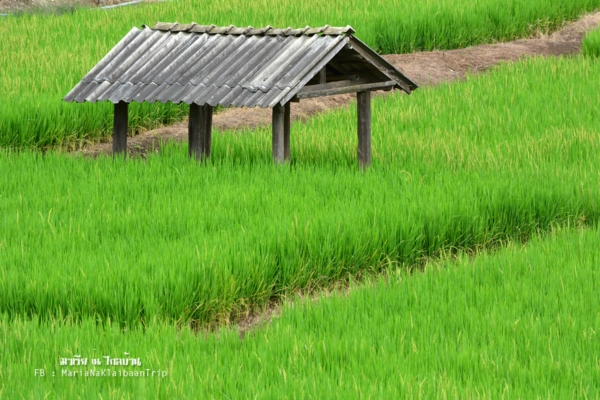 นาขั้นบันได เชียงใหม่ นาขั้นบันได เชียงใหม่