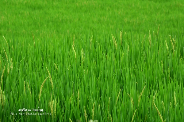 นาขั้นบันได เชียงใหม่ นาขั้นบันได เชียงใหม่
