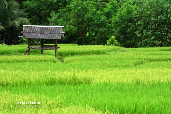นาขั้นบันได เชียงใหม่ นาขั้นบันได เชียงใหม่