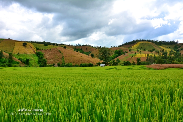 นาขั้นบันได เชียงใหม่ นาขั้นบันได เชียงใหม่
