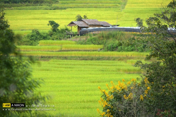นาขั้นบันได เชียงใหม่ นาขั้นบันได เชียงใหม่