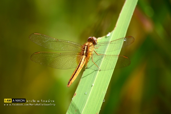 นาขั้นบันได เชียงใหม่ นาขั้นบันได เชียงใหม่