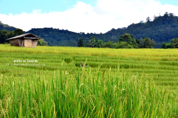 นาขั้นบันได เชียงใหม่ นาขั้นบันได เชียงใหม่