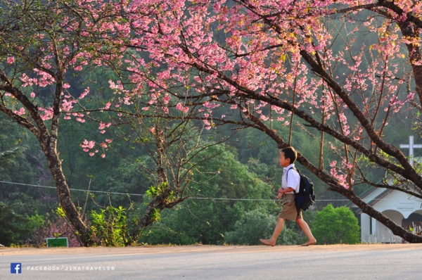 ดอกพญาเสือโคร่ง เชียงใหม่ ดอกพญาเสือโคร่ง เชียงใหม่