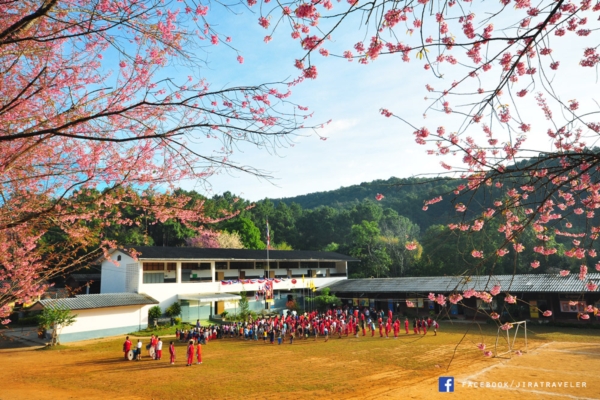 ดอกพญาเสือโคร่ง เชียงใหม่ ดอกพญาเสือโคร่ง เชียงใหม่
