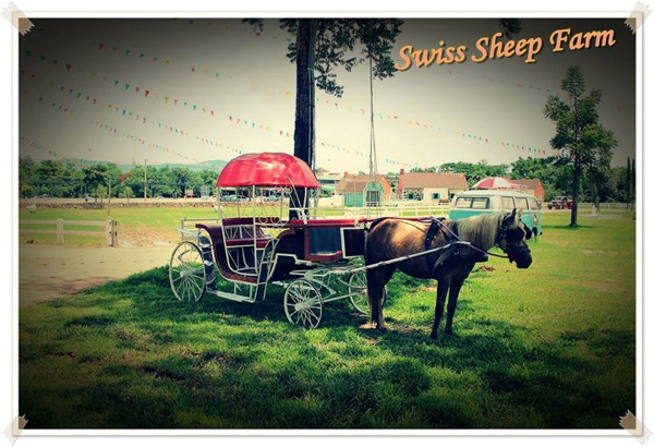 Swiss Sheep Farm Swiss Sheep Farm