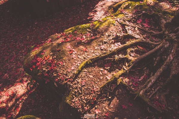 ภูลมโล ภูลมโล