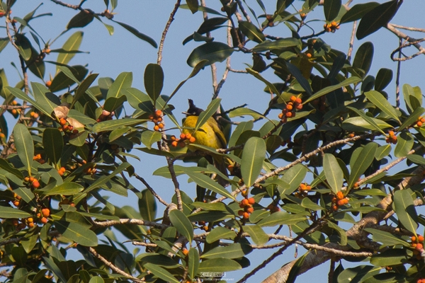 ภูลมโล ภูลมโล
