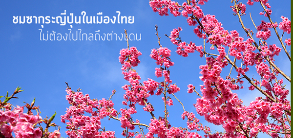 ซากุระ ดอยอ่างขาง ซากุระ ดอยอ่างขาง