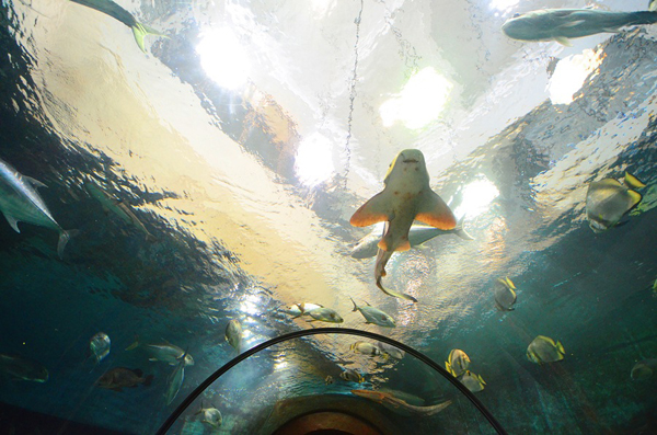 Phuket Aquarium Phuket Aquarium