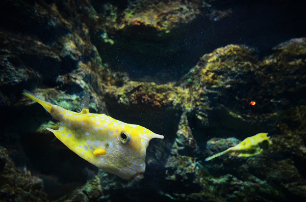 Phuket Aquarium Phuket Aquarium