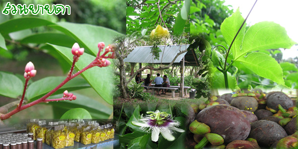 สวนยายดา สวนยายดา