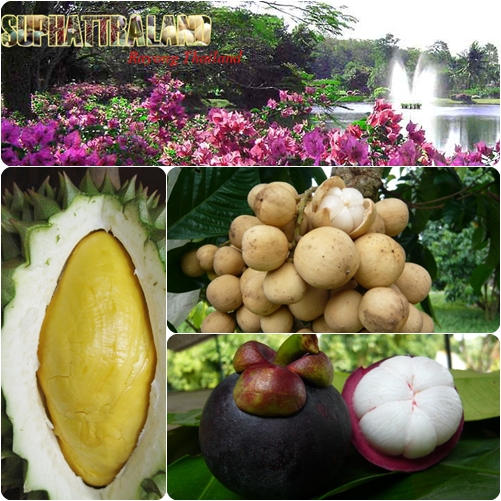 สวนผลไม้สุภัทราแลนด์ สวนผลไม้สุภัทราแลนด์