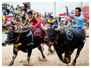 ประเพณีวิ่งควาย ประเพณีวิ่งควาย