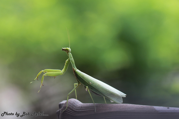 น้ำตกป่าละอู น้ำตกป่าละอู